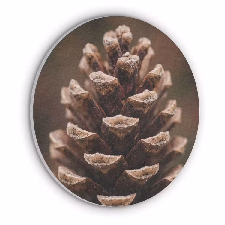 Dennenappel - Bos - Herfst - Bruin - Sfeervol Akoestische PET Vilt - Rond klein -3d