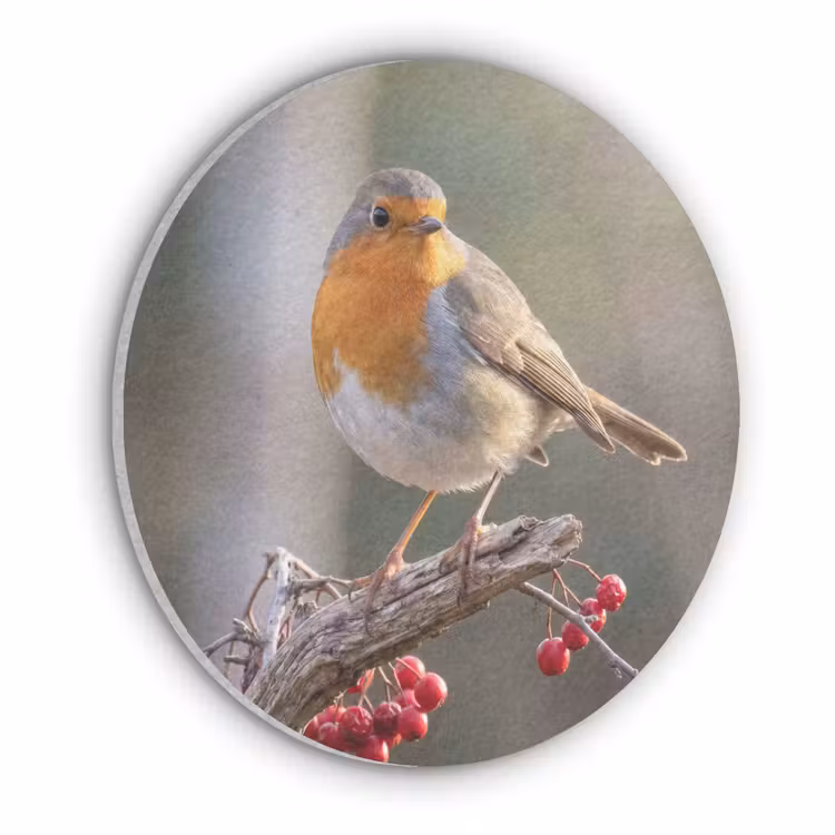 Roodborst - Tak - Bessen - Natuur Akoestische PET Vilt - Rond klein -3d
