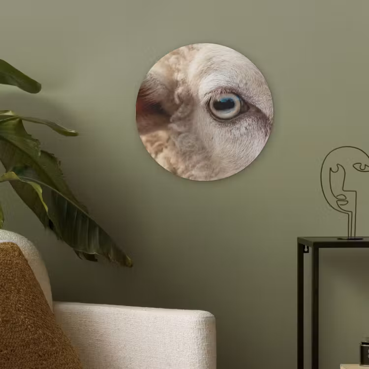Schaap - Oog - Wit Akoestische PET Vilt - Rond klein -sfeer2