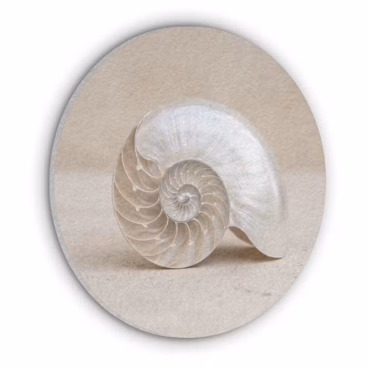 Schelp - Spiraal - Beige Akoestische PET Vilt - Rond klein -3d