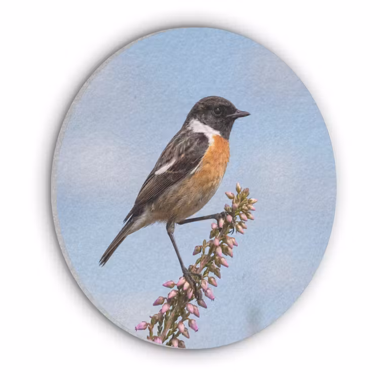 Roodborsttapuit - Heide - Paars - Natuur - Sfeervol Akoestische PET Vilt - Rond klein -3d