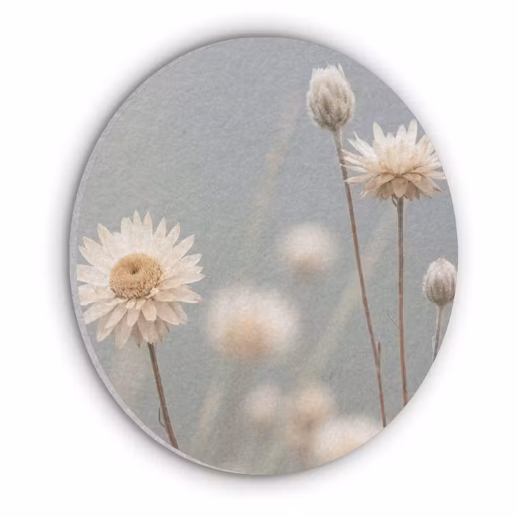 Strobloemen - Wit - Daglicht Akoestische PET Vilt - Rond klein -3d