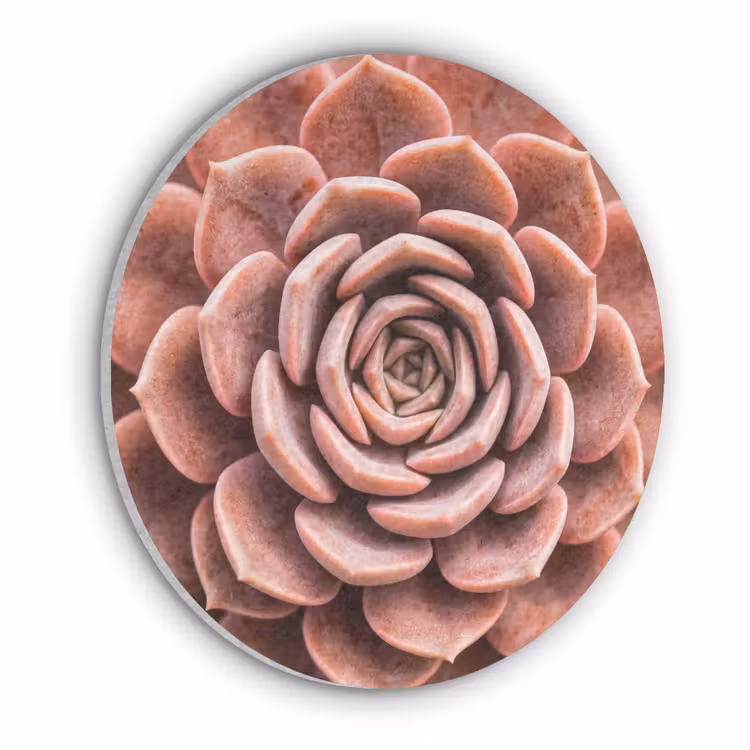 Vetplant - Organisch - Roze Akoestische PET Vilt - Rond klein -3d