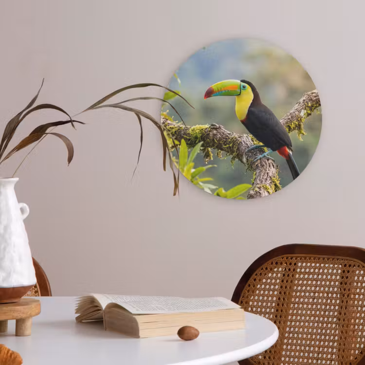 Toekan - Jungle - Natuur - Kleurrijk Akoestische PET Vilt - Rond klein -sfeer3