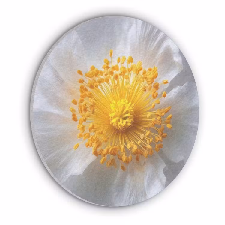 Wit - Bloem - Elegant Akoestische PET Vilt - Rond klein -3d