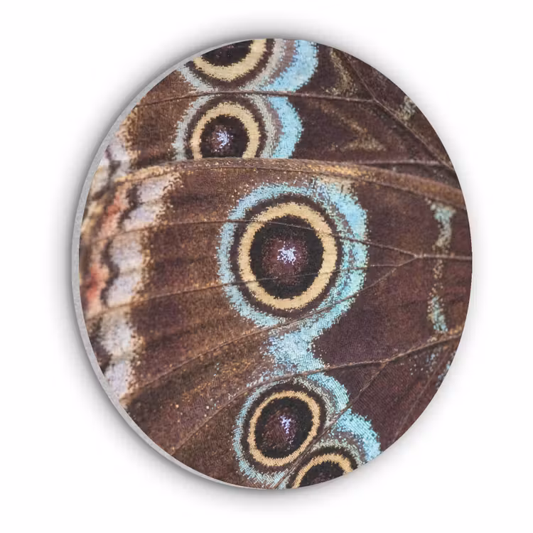 Vleugels - Vlinder - Blauw Akoestische PET Vilt - Rond klein -3d