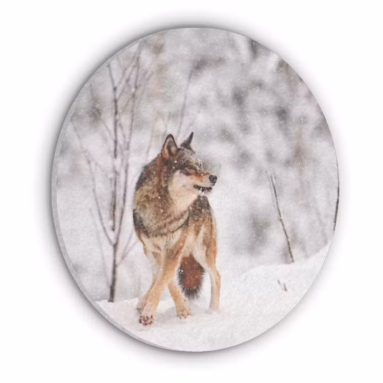 Wolf - Winter - Sneeuw - Natuur - Dieren Akoestische PET Vilt - Rond klein -3d