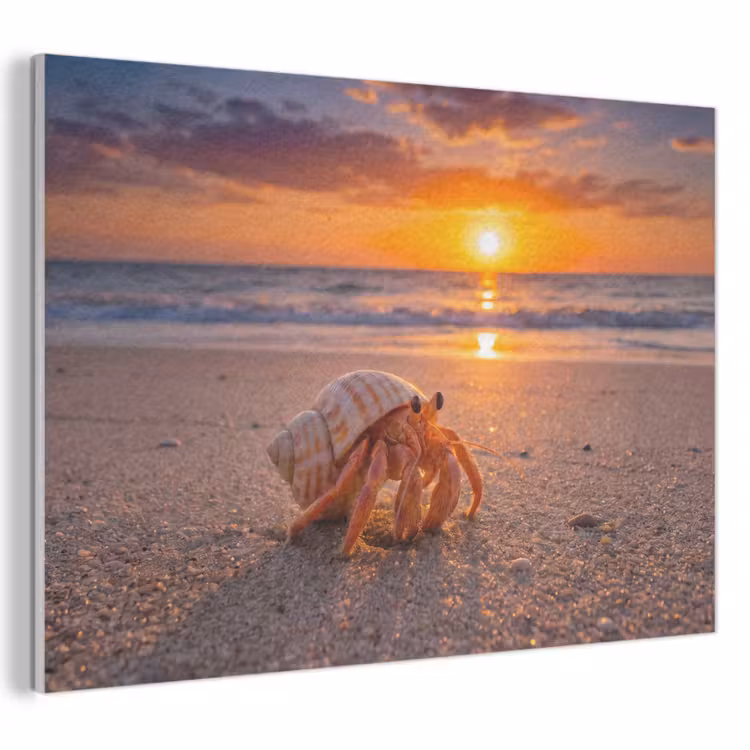 Kreeft - Strand - Natuur - Zonsondergang - Oranje PET vilt klein -3d