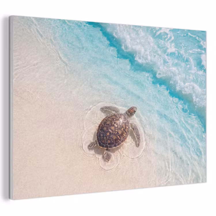 Schildpad - Helder water - Strand - Dieren - Natuur PET vilt klein -3d