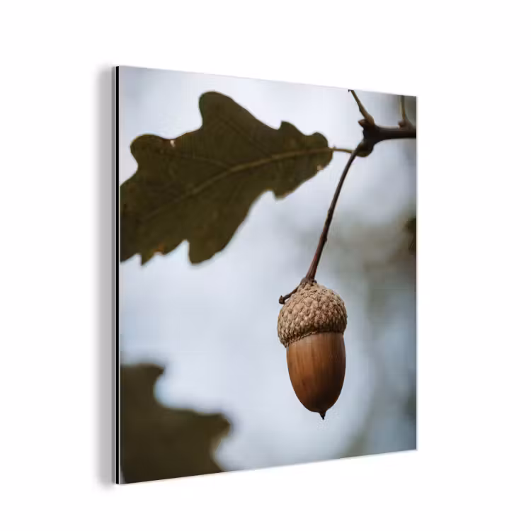 Eikel - Eikenblad - Bos - Herfst - Natuur aluminium wit klein -3d