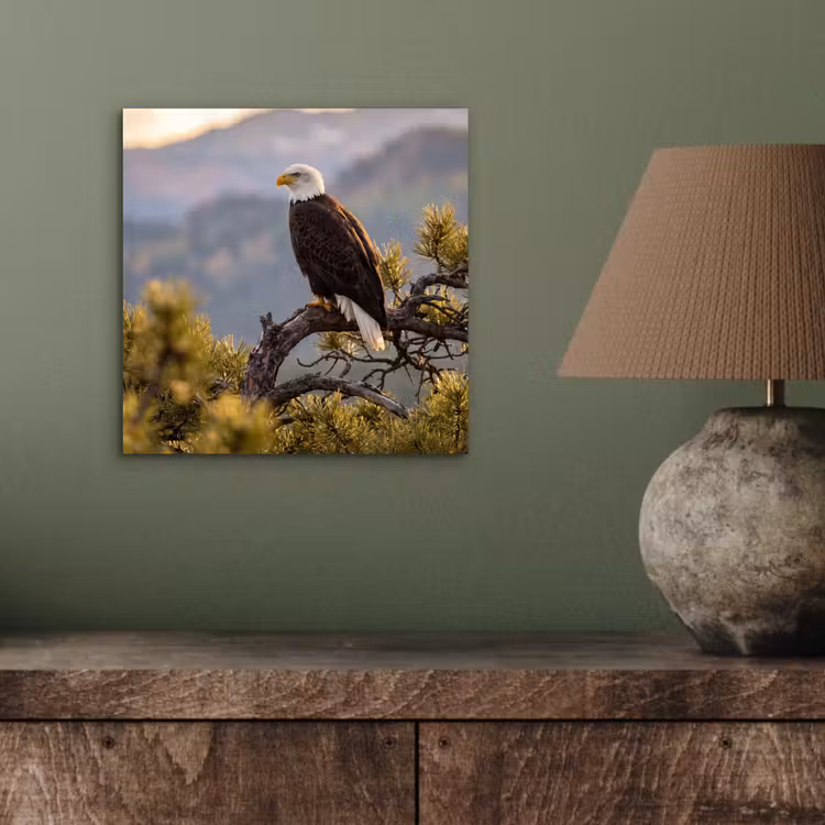 Zeearend - Boom - Bergen - Groen aluminium wit klein -sfeer2