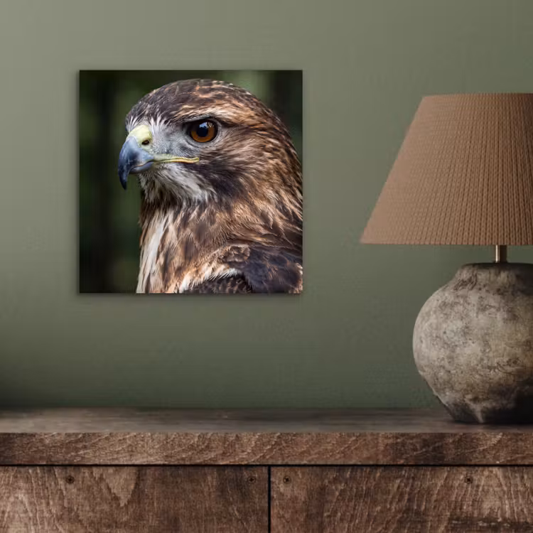 Buizerd - Roofvogel - Natuur - Bruin aluminium wit klein -sfeer2
