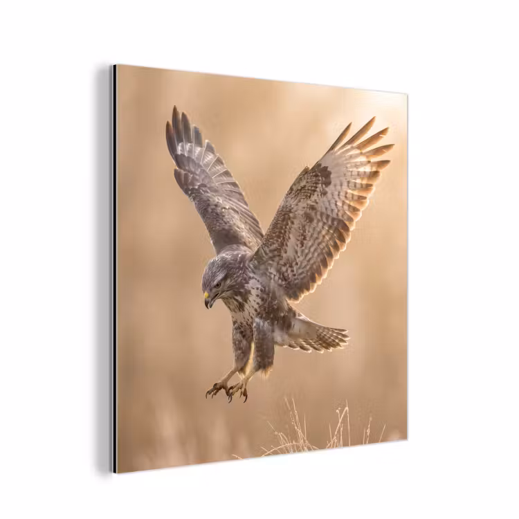 Buizerd - Roofvogel - Natuur - Bruin aluminium wit klein -3d