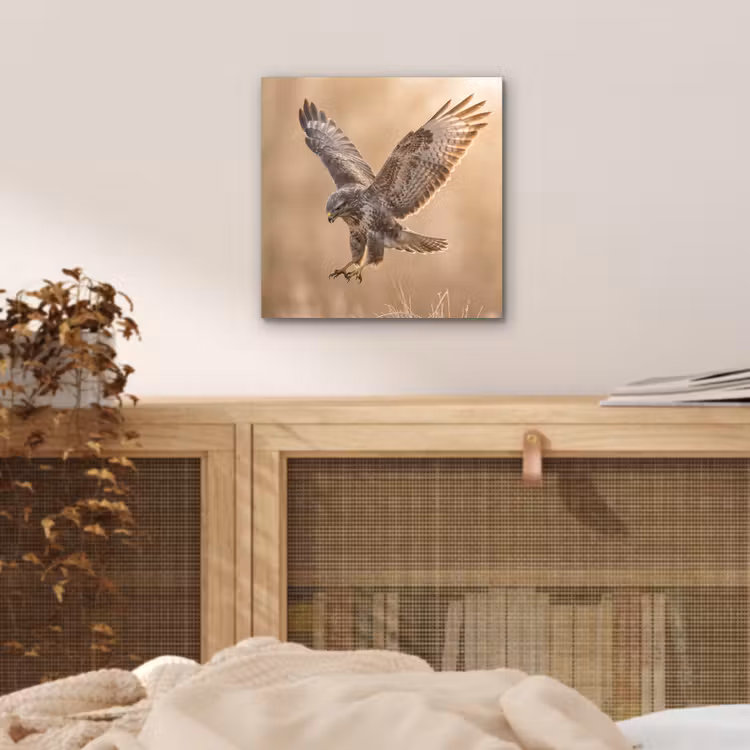 Buizerd - Roofvogel - Natuur - Bruin aluminium wit klein -sfeer3