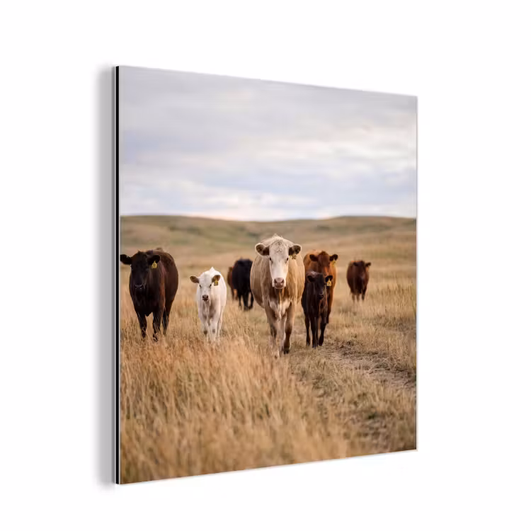 Runderen - Kudde - Landschap - Weide - Rustig aluminium wit klein -3d