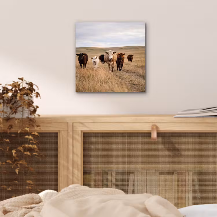 Runderen - Kudde - Landschap - Weide - Rustig aluminium wit klein -sfeer3