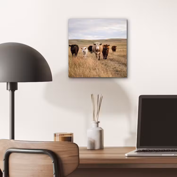 Runderen - Kudde - Landschap - Weide - Rustig aluminium wit klein -sfeer5