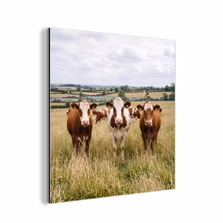Koeien - Portret - Weide - Boerderij - Nieuwsgierig aluminium wit klein -3d