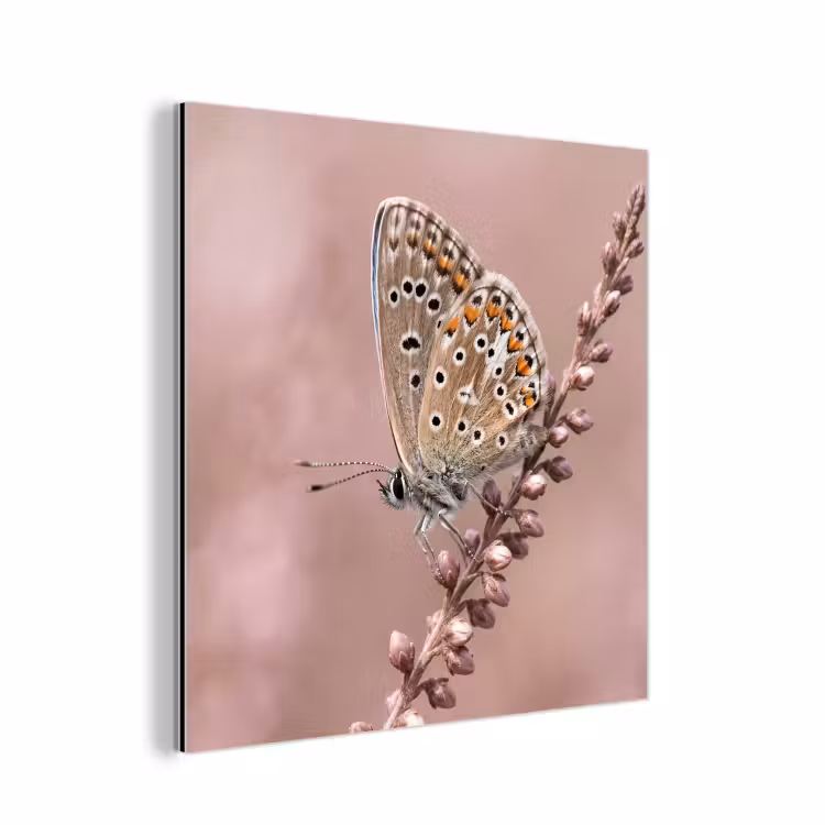 Lavendel - Vlinder - Paars aluminium wit klein -3d