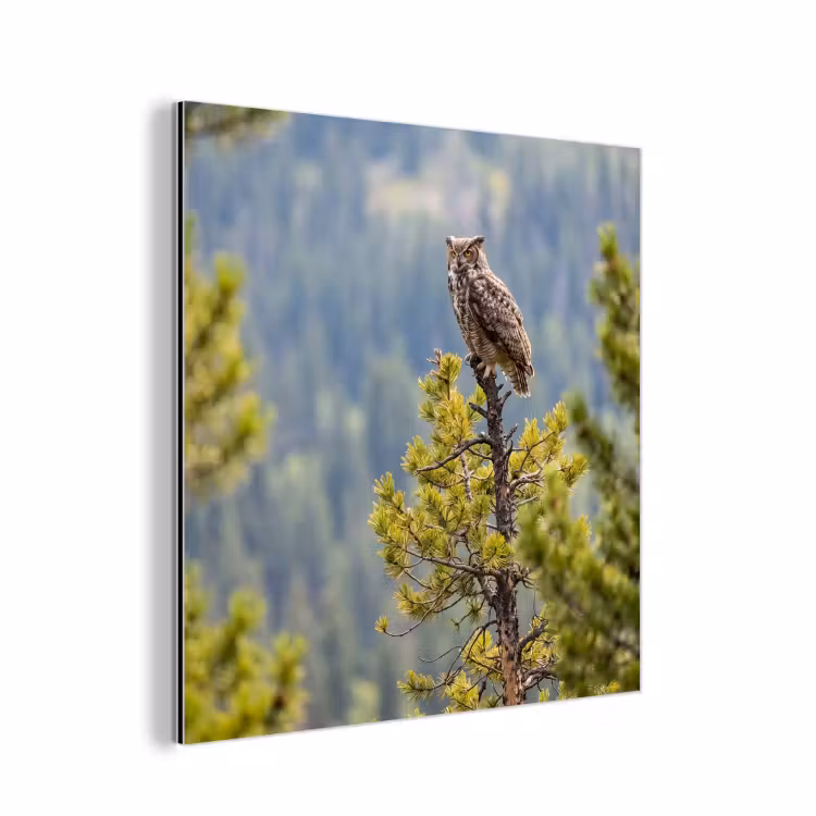 Uil - Oehoe - Bomen - Natuur aluminium wit klein -3d