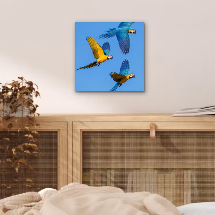 Papagaai - Vliegen - Blauw - Geel aluminium wit klein -sfeer3