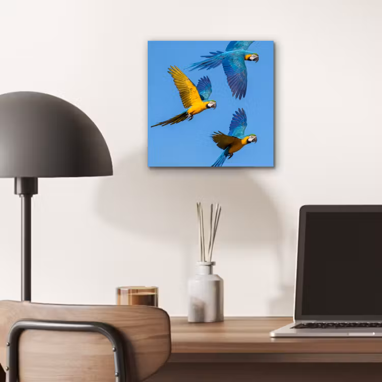 Papagaai - Vliegen - Blauw - Geel aluminium wit klein -sfeer5