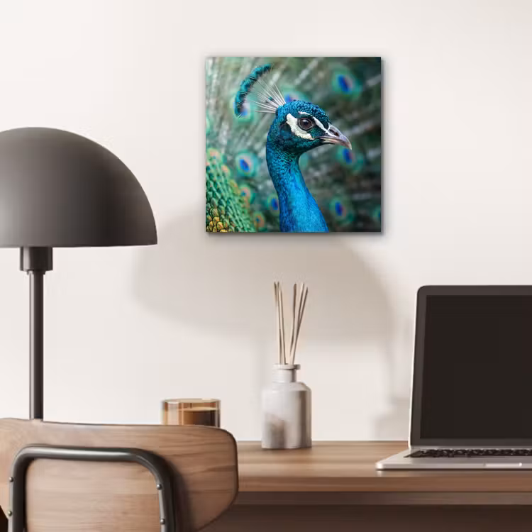 Pauw - Veren - Blauw aluminium wit klein -sfeer5