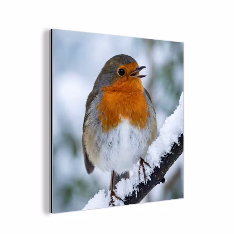 Roodborstje - Tak - Sneeuw - Winter - Levendig aluminium wit klein -3d
