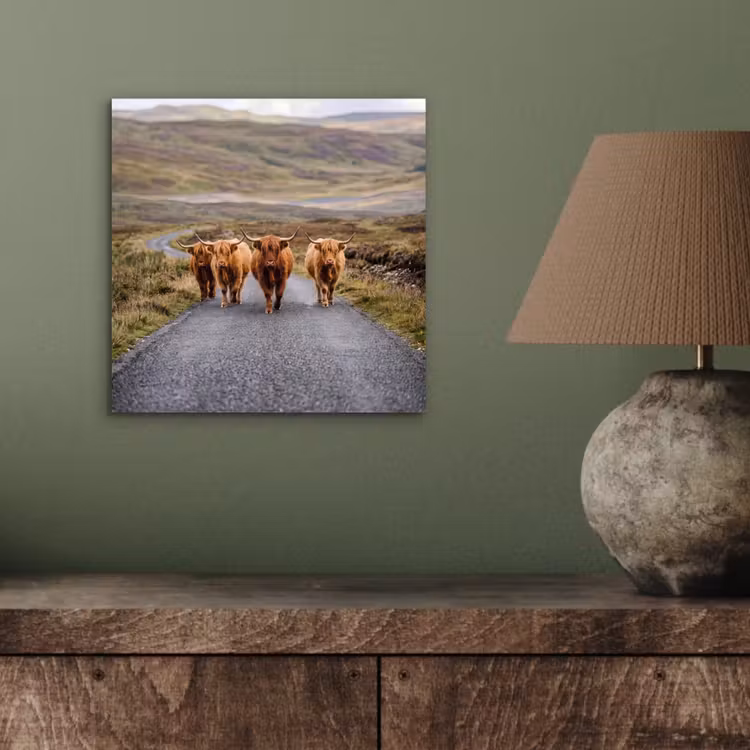 Schotse Hooglanders - Weg - Landschap - Kudde aluminium wit klein -sfeer2