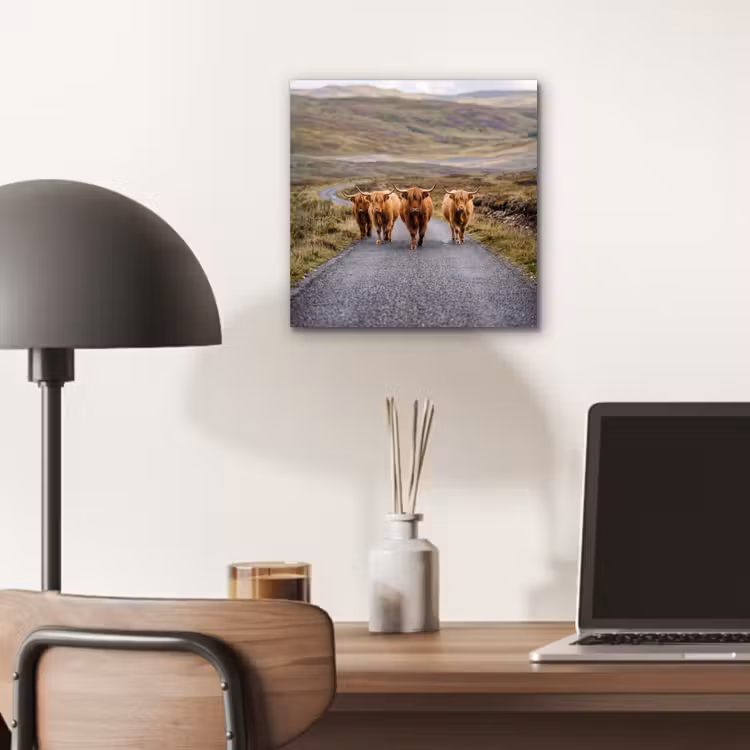 Schotse Hooglanders - Weg - Landschap - Kudde aluminium wit klein -sfeer5