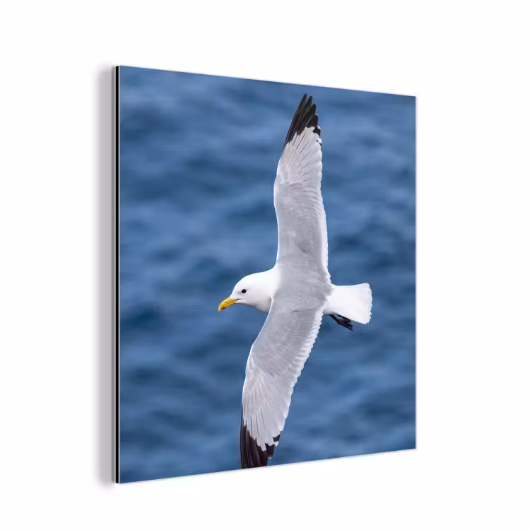 Zeemeeuw - Oceaan - Blauw aluminium wit klein -3d
