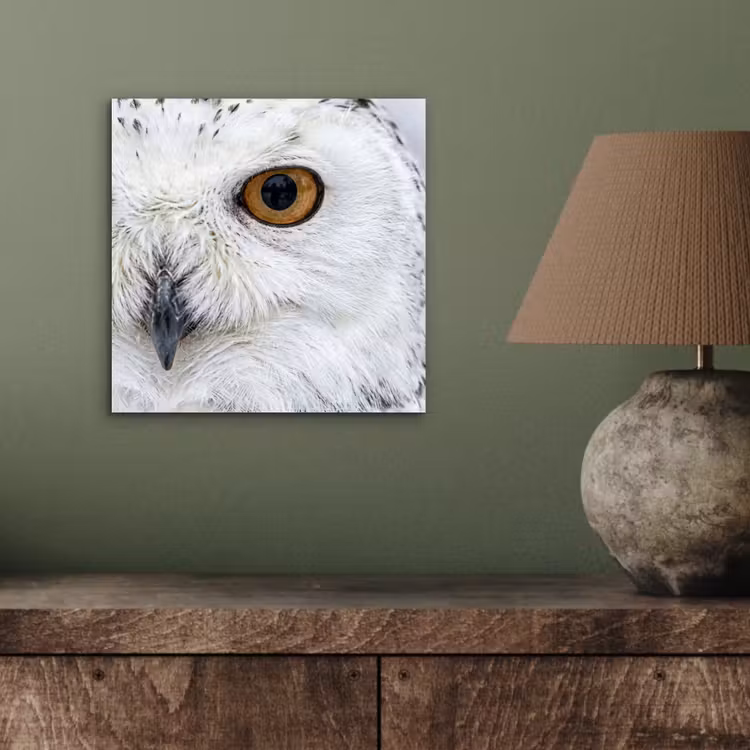Sneeuwuil - Oog - Wildlife - Wit aluminium wit klein -sfeer2