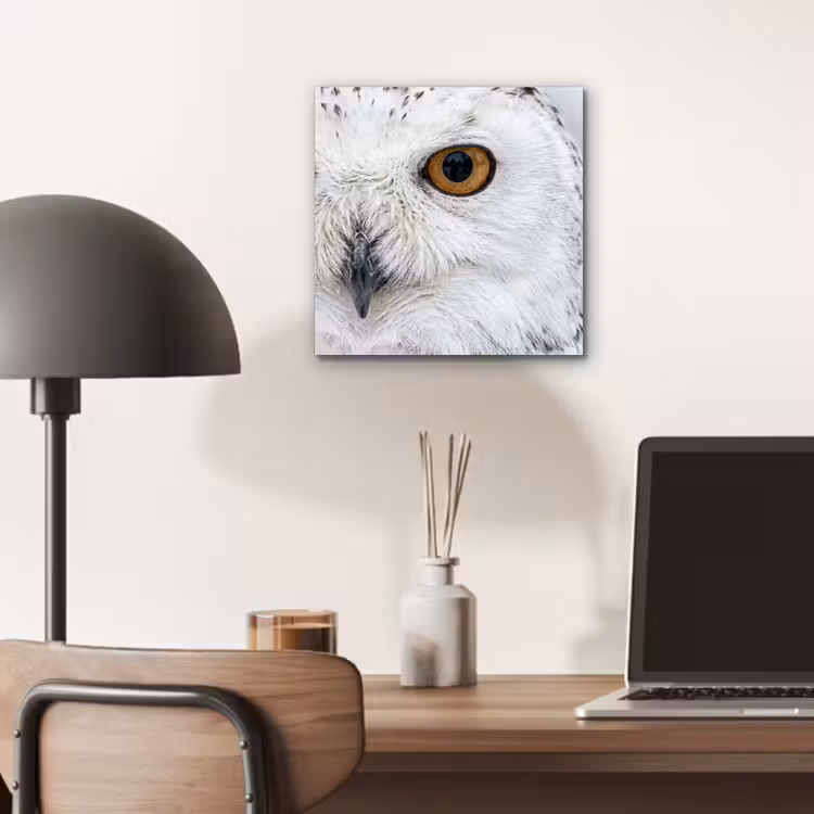 Sneeuwuil - Oog - Wildlife - Wit aluminium wit klein -sfeer5