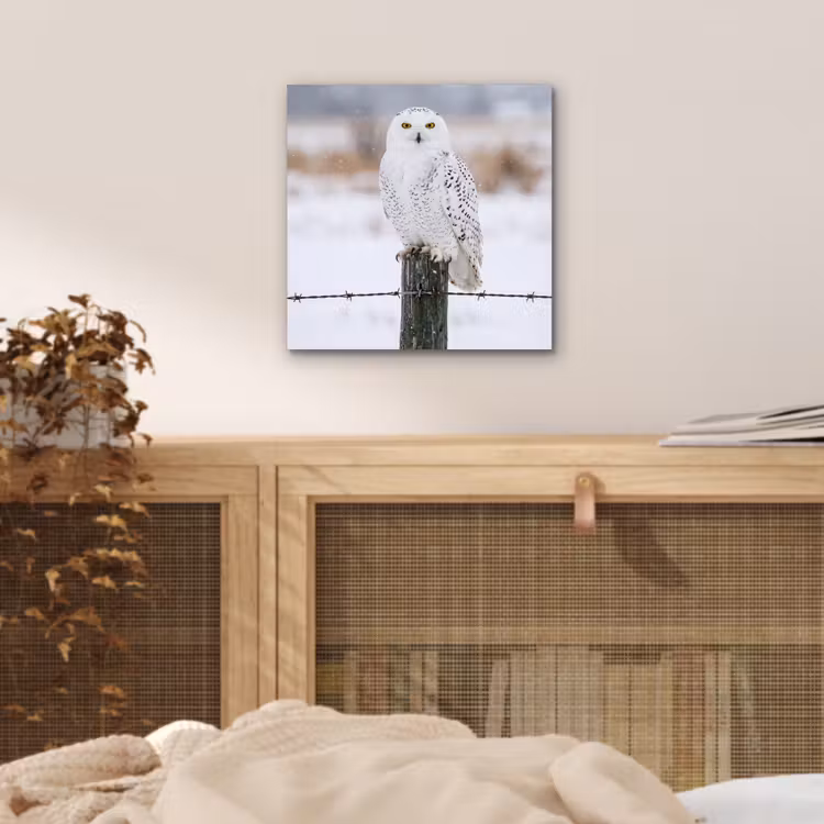 Sneeuwuil - Hek - Sneeuw - Wit aluminium wit klein -sfeer3