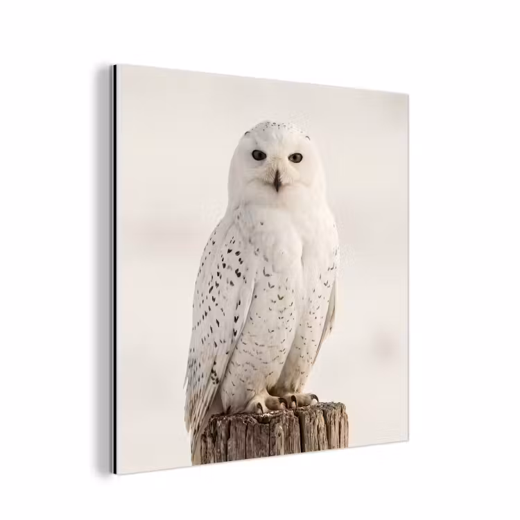 Sneeuwuil - Paal - Winter - Portret - Majestueus aluminium wit klein -3d