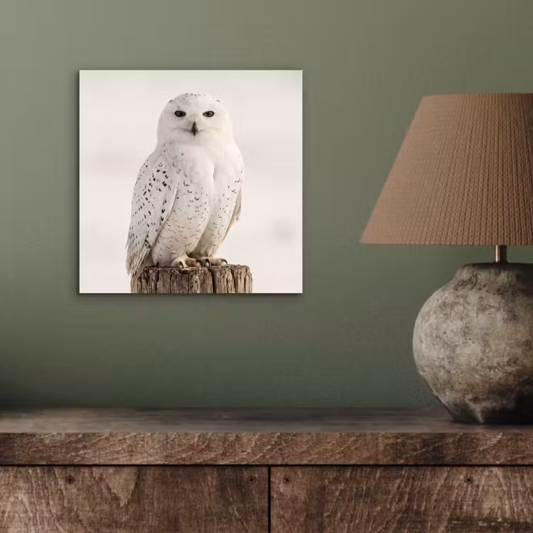 Sneeuwuil - Paal - Winter - Portret - Majestueus aluminium wit klein -sfeer2