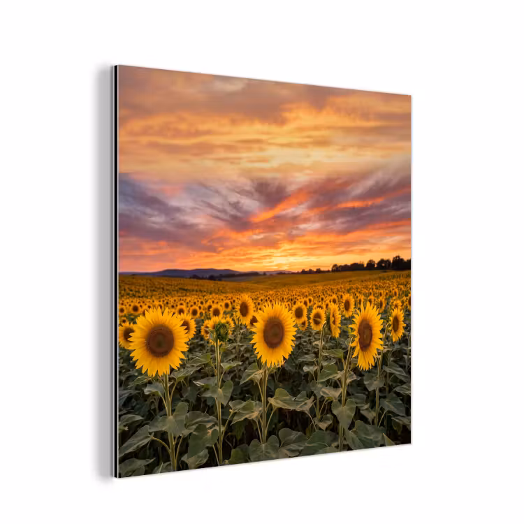 Zonnebloemen - Heuvellandschap - Geel aluminium wit klein -3d