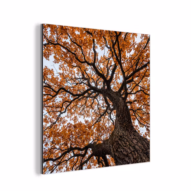 Boom - Bladerdak - Herfst - Oranje - Sfeervol aluminium wit klein -3d