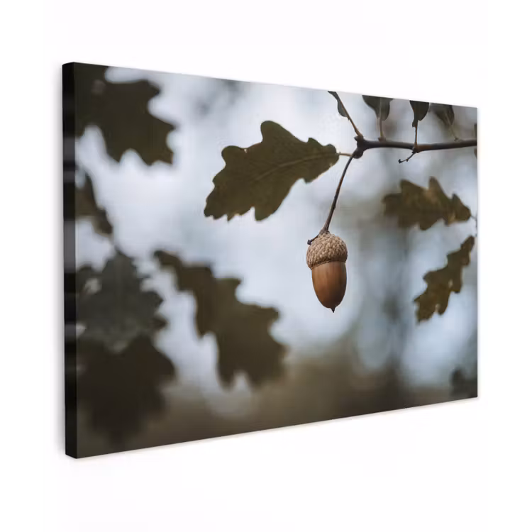 Eikel - Eikenblad - Bos - Herfst - Natuur canvas 2cm klein -z3d