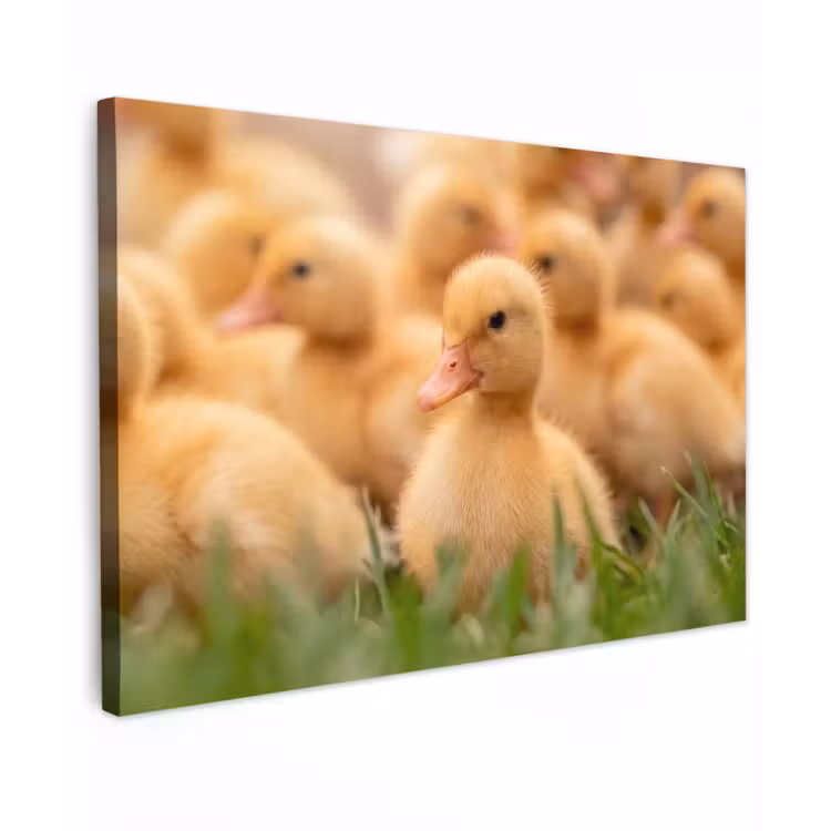 Pijltje - Eend - Natuur - Geel canvas 2cm klein -z3d