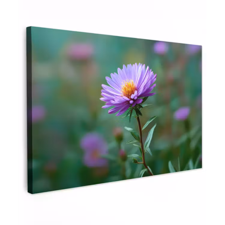 Aster - Paars - Bloem - Blaadjes canvas 2cm klein -z3d