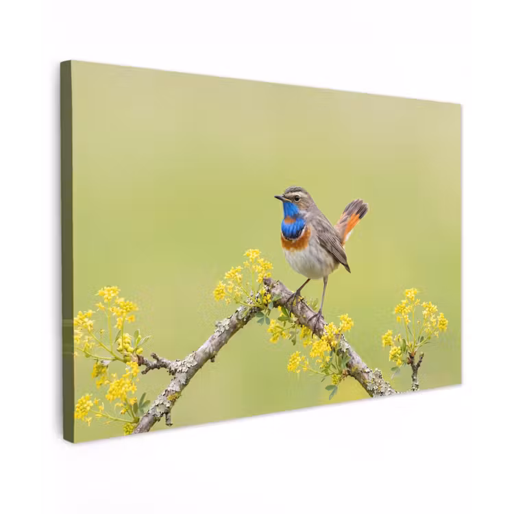 Vogel - Tak - Natuur - Kleurrijk canvas 2cm klein -z3d
