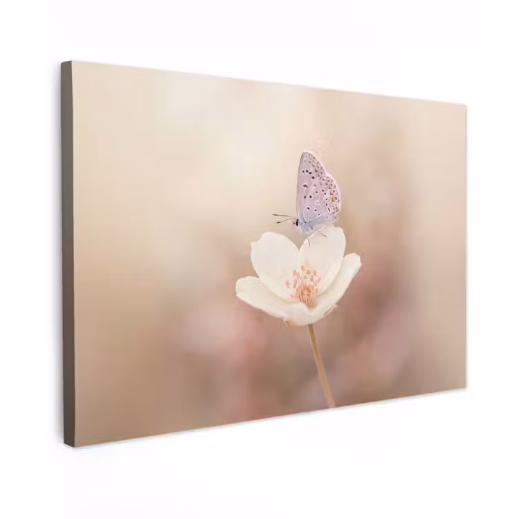 Vlinder - Bloem - Blauw canvas 2cm klein -z3d