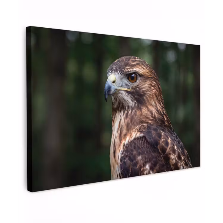 Buizerd - Roofvogel - Natuur - Bruin canvas 2cm klein -z3d