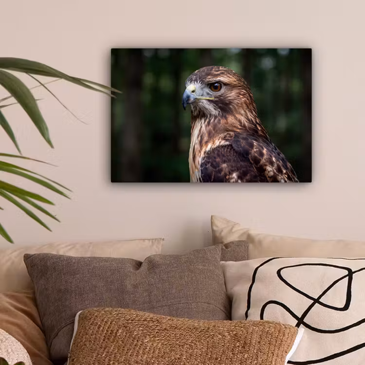 Buizerd - Roofvogel - Natuur - Bruin canvas 2cm klein -sfeer1