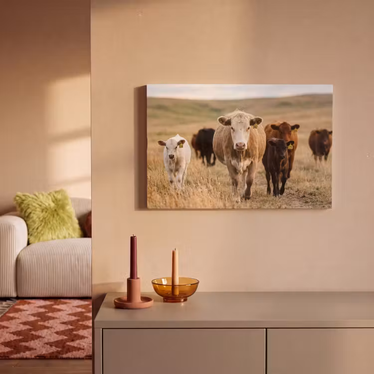 Runderen - Kudde - Landschap - Weide - Rustig canvas 2cm klein -sfeer1