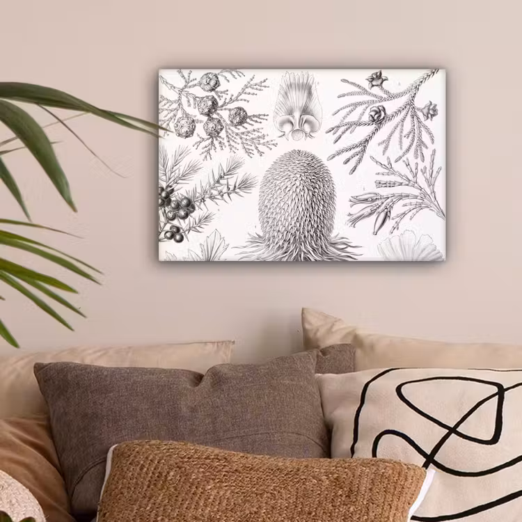 Coniferen - Ernst Haeckel - Kunst - Retro - Illustratie - Natuur canvas 2cm klein -sfeer1