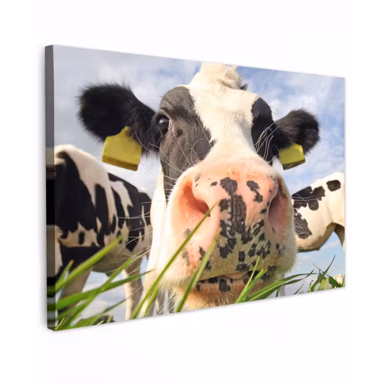 Koe - Boerderij - Gras - Dieren canvas 2cm klein -z3d