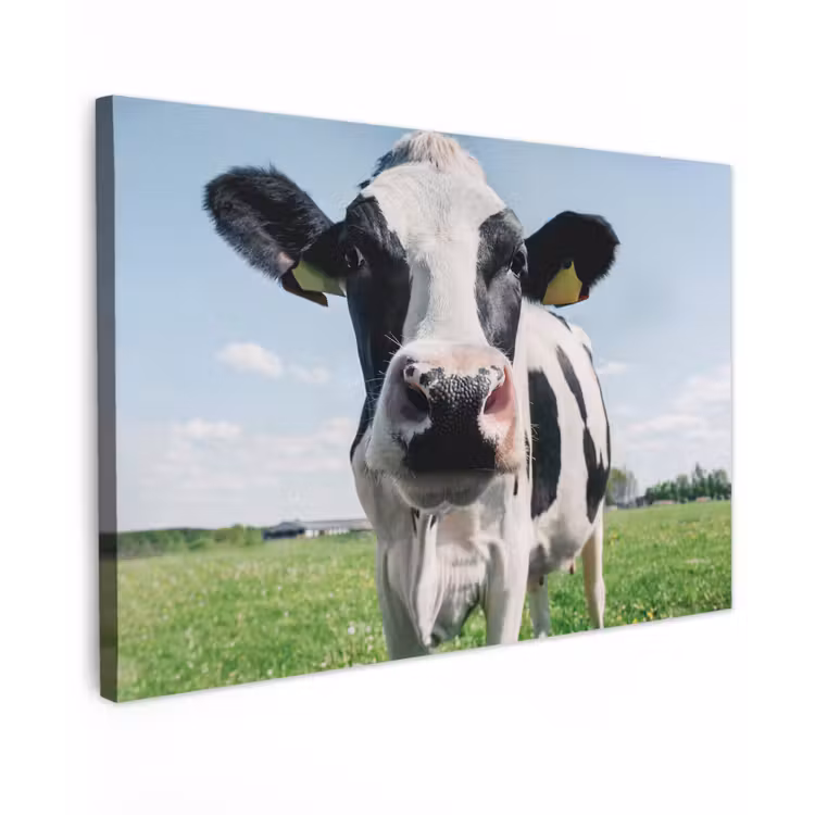Koe - Weiland - Natuur - Dieren - Gras canvas 2cm klein -z3d