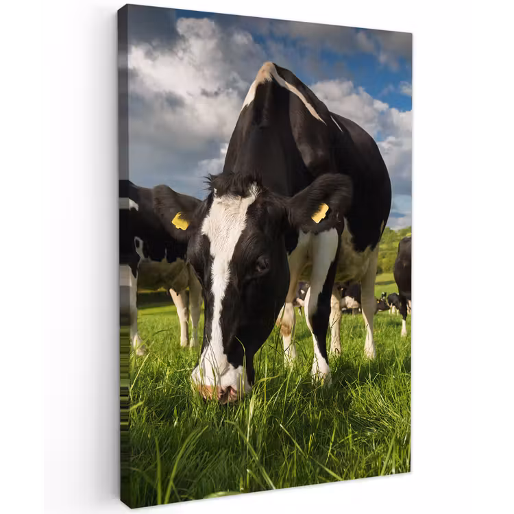 Koeien - Dieren - Gras - Weiland - Boerderij canvas 2cm klein -z3d
